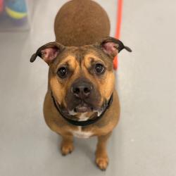 Shelter Stray Female Dog last seen , Animal Care & Control Team of Philly, 111 W Hunting Park Ave, Philadelphia, PA 19140, USA