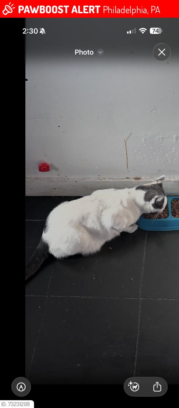 Lost Male Cat last seen Brinton st, Philadelphia, PA 19119