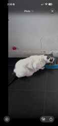 Lost Male Cat last seen Brinton st, Philadelphia, PA 19119