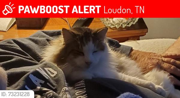 Lost Male Cat last seen Smokey Dr., Harper St., Grove St., Loudon, TN 37774