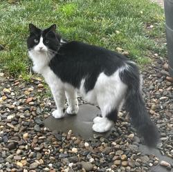Lost Male Cat last seen Forest Lane and Camille Avenue, Alamo, CA 94507