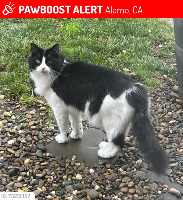 Lost Male Cat last seen Forest Lane and Camille Avenue, Alamo, CA 94507