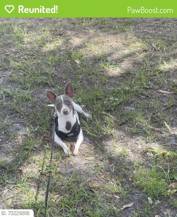 Reunited Female Dog last seen Levis st and MLK Jr Dr, Tarpon Springs, Tarpon Springs, FL 34689