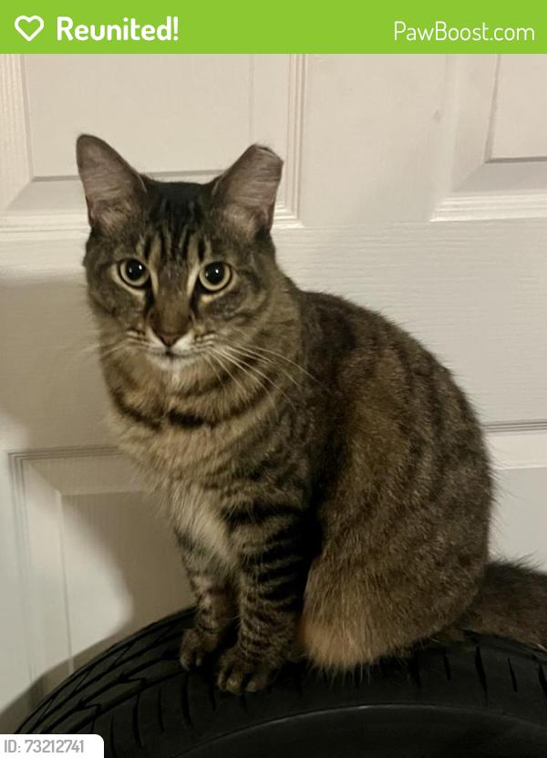 Reunited Female Cat last seen Richard Road and Old Dixie Hwy, Lake Park, FL 33403