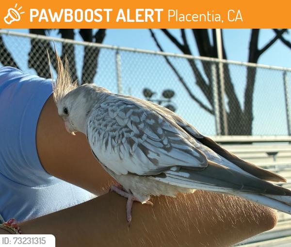 Found/Stray Unknown Bird last seen El Dorado High School, Placentia, CA 92870