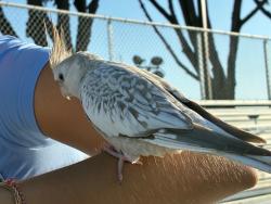 Found/Stray Unknown Bird last seen El Dorado High School, Placentia, CA 92870