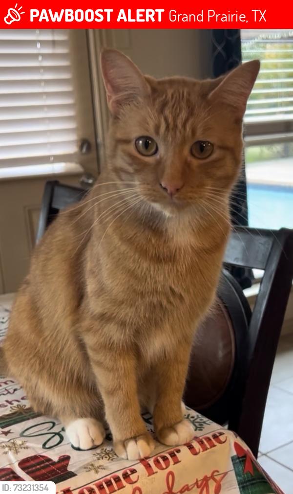 Lost Male Cat last seen Sunnyvale and Ingleside, Grand Prairie, TX 75050