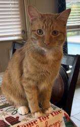 Lost Male Cat last seen Sunnyvale and Ingleside, Grand Prairie, TX 75050