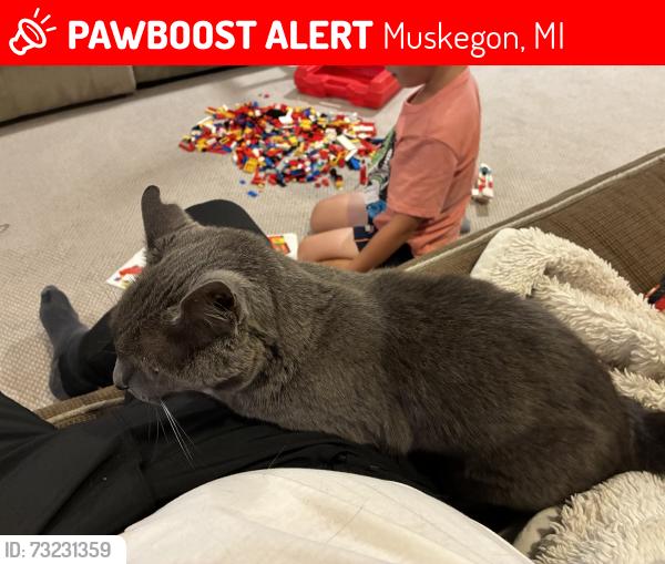 Lost Male Cat last seen Estes and Morton Sts, Muskegon, MI 49441