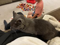 Lost Male Cat last seen Estes and Morton Sts, Muskegon, MI 49441