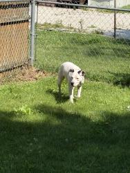Found/Stray Female Dog last seen Kenmore Akron, Akron, OH 44314
