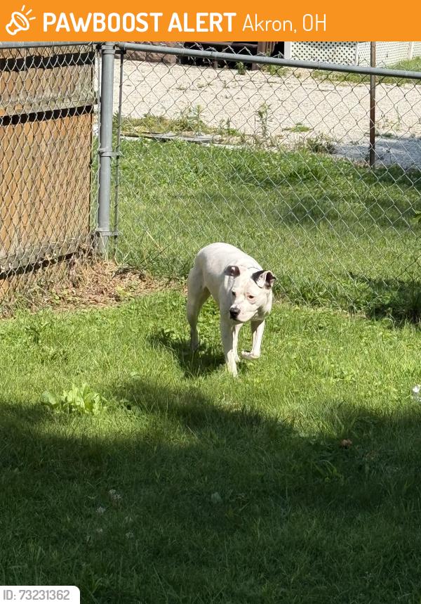 Found/Stray Female Dog last seen Kenmore Akron, Akron, OH 44314