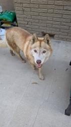 Found/Stray Unknown Dog last seen Valle Vista & Oaktrail CHINO HILLS CA, Chino Hills, CA 91709