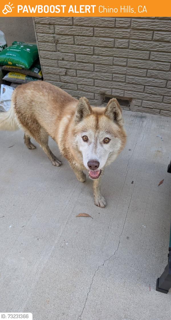 Found/Stray Unknown Dog last seen Valle Vista & Oaktrail CHINO HILLS CA, Chino Hills, CA 91709