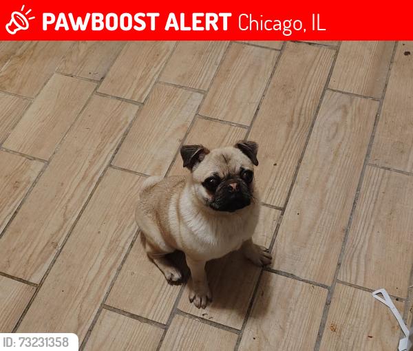 Lost Male Dog last seen Rockwell 64th, Chicago, IL 60629
