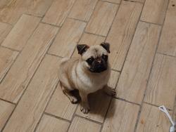 Lost Male Dog last seen Rockwell 64th, Chicago, IL 60629