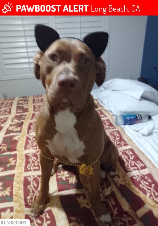 Lost Female Dog last seen 2nd st, Long Beach, CA 90805