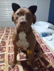 Lost Female Dog last seen 2nd st, Long Beach, CA 90805