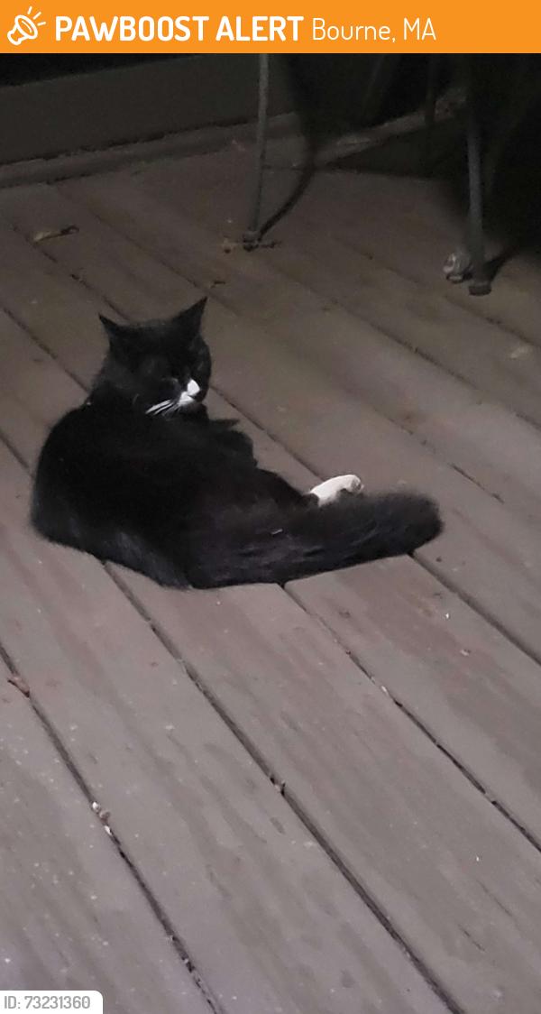 Found/Stray Male Cat last seen Schooner Pass, Bourne, MA 02532