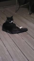 Found/Stray Male Cat last seen Schooner Pass, Bourne, MA 02532