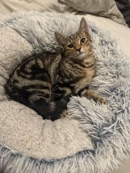 Reunited Male Cat last seen Allum practice leytonstone, Greater London, England 