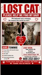 Lost Male Cat last seen Seville and juniper, Fontana, CA 92335