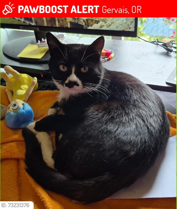 Lost Male Cat last seen Moore St, Gervais, OR 97026