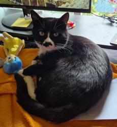 Lost Male Cat last seen Moore St, Gervais, OR 97026