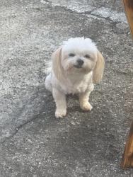 Reunited Female Dog last seen Redondo st and Washington blvd, Los Angeles, CA 90016
