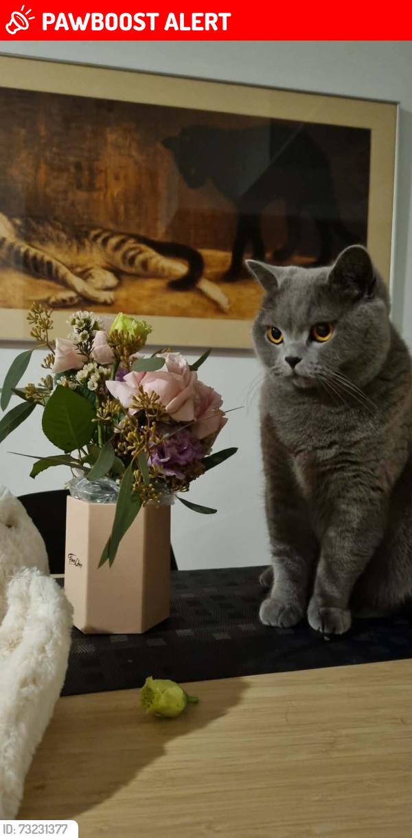 Lost Female Cat last seen River road, Northwest Harbor, NY 11937