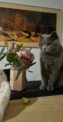 Lost Female Cat last seen River road, Northwest Harbor, NY 11937