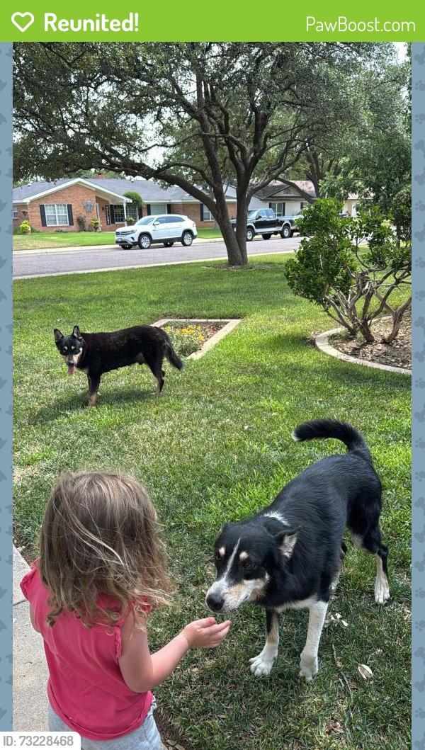 Reunited Unknown Dog last seen Whitney, Midland, TX 79705