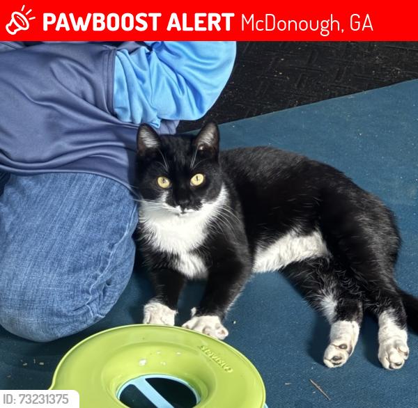 Lost Female Cat last seen Snapping Shoals Rd and Honey Creek, McDonough, GA 30252