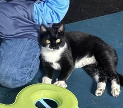 Lost Female Cat last seen Snapping Shoals Rd and Honey Creek, McDonough, GA 30252