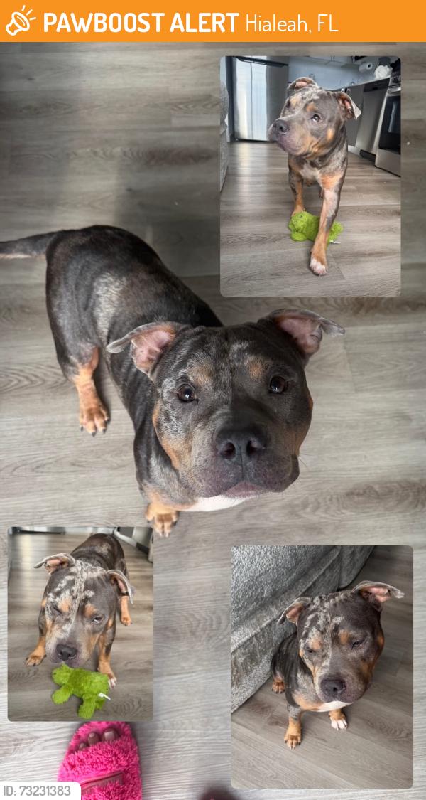Found/Stray Male Dog last seen Intersection, Hialeah, FL 33010
