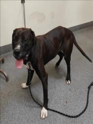 Shelter Stray Male Dog last seen , 3201 Lacy St, Los Angeles, CA 90031, USA