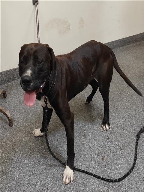 Shelter Stray Male Dog last seen , 3201 Lacy St, Los Angeles, CA 90031, USA
