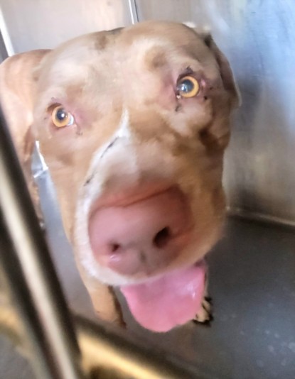 Shelter Stray Male Dog last seen , 3201 Lacy St, Los Angeles, CA 90031, USA