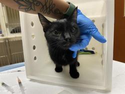 Shelter Stray Female Cat last seen Near BLOCK N 49TH ST, 3839 W Burnham St, West Milwaukee, WI 53215, USA