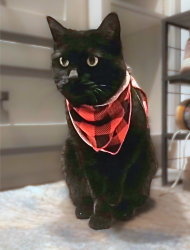 Reunited Female Cat last seen N Audubon and 5 Mile, Spokane, WA 99208