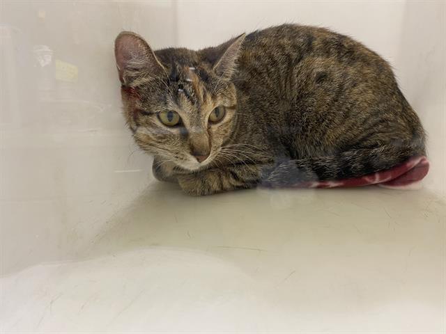 Shelter Stray Female Cat last seen Near BLOCK W MINERAL ST, 3839 W Burnham St, West Milwaukee, WI 53215, USA