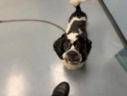 Shelter Stray Male Dog last seen Near BLOCK N ALTURA ST, DENVER CO 80239, 1241 W Bayaud Ave, Denver, CO 80223, USA