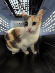 Shelter Stray Female Cat last seen HOLLY AND EXPOSITION, 2080 S Quebec St, Denver, CO 80231, USA