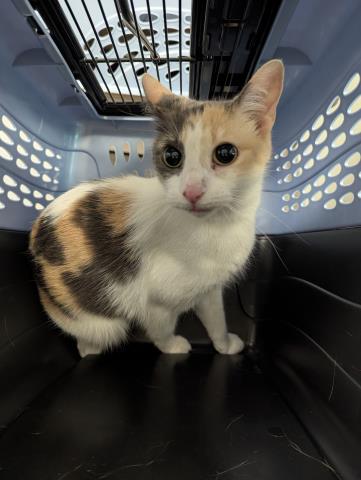Shelter Stray Female Cat last seen HOLLY AND EXPOSITION, 2080 S Quebec St, Denver, CO 80231, USA