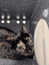 Shelter Stray Unknown Cat last seen HOLLY AND EXPOSITION, 2080 S Quebec St, Denver, CO 80231, USA