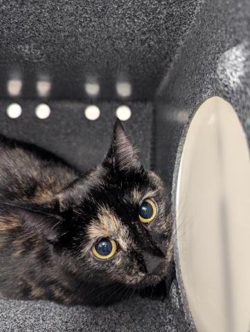 Shelter Stray Unknown Cat last seen HOLLY AND EXPOSITION, 2080 S Quebec St, Denver, CO 80231, USA