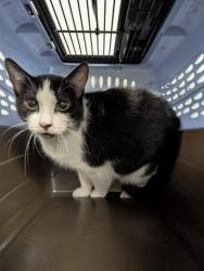 Shelter Stray Female Cat last seen HOLLY AND EXPOSITION, 2080 S Quebec St, Denver, CO 80231, USA