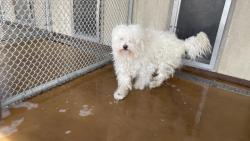 Shelter Stray Male Dog last seen Near BLOCK CANTANIA DR, 227 N D St, Perris, CA 92570, USA