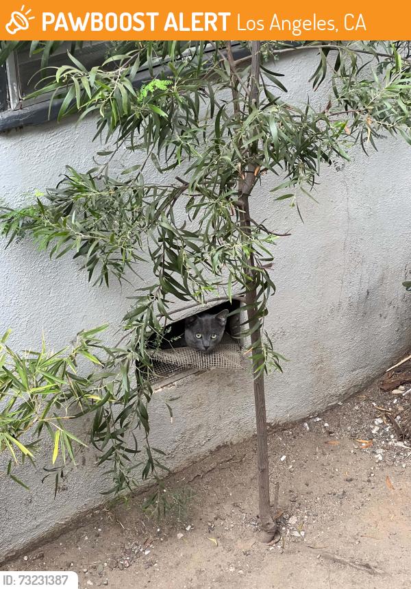 Found/Stray Unknown Cat last seen In and out Westwood, Los Angeles, CA 90024