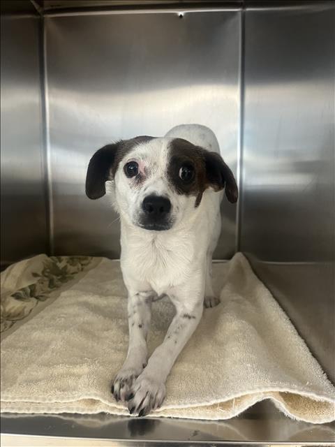 Shelter Stray Female Dog last seen , 957 N Gaffey St, San Pedro, CA 90731, USA